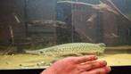 Spotted gar, Dieren en Toebehoren, Vissen | Aquariumvissen, Vis