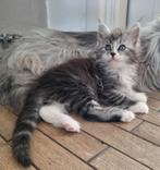 Stamboom Maine Coon kitten Poes, Dieren en Toebehoren, Poes, Gechipt, 0 tot 2 jaar