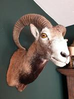 Moeflon / wildschaap schoudermontage. Opgezet taxidermie, Ophalen of Verzenden, Zo goed als nieuw, Wild dier, Gewei of Kop