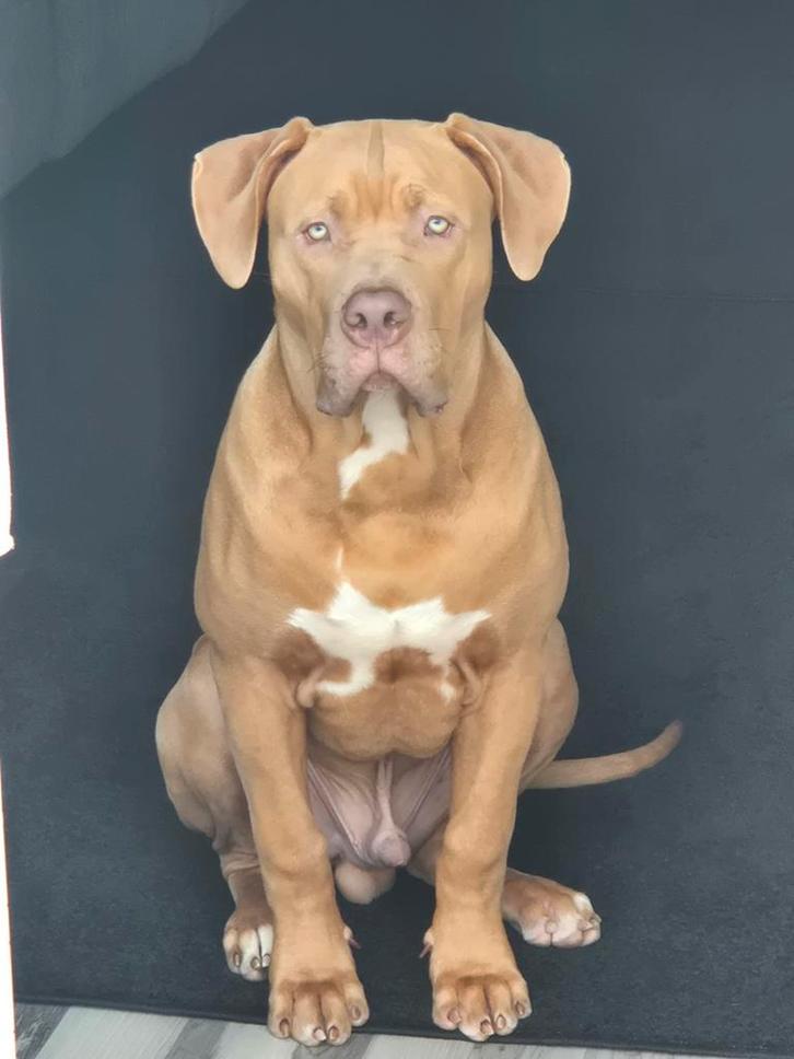 Bully XL 6,5 maand, ABKC stamboom met oa de Hulk, Dieren en Toebehoren, Honden | Bulldogs, Pinschers en Molossers, Reu, Overige rassen