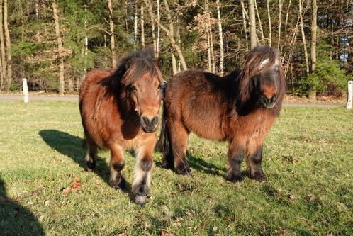 Shetlander met maan/staart allergie naar de kust, Dieren en Toebehoren, Stalling en Weidegang, Weidegang, 1 paard of pony