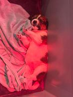 Bijzondere pups te koop!, Dieren en Toebehoren, Honden | Niet-rashonden, CDV (hondenziekte), 8 tot 15 weken, Meerdere, Meerdere dieren