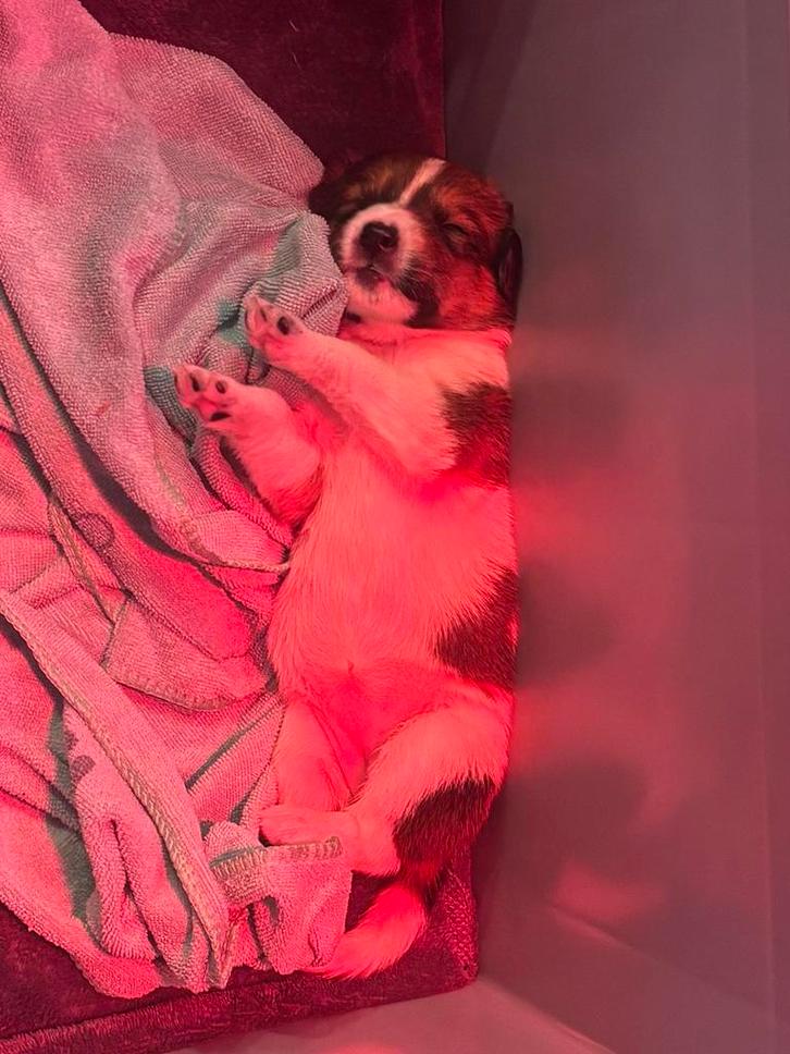 Bijzondere pups te koop!, Dieren en Toebehoren, Honden | Niet-rashonden, Middel, Meerdere dieren, Particulier, Meerdere, Nederland