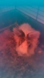 Opzoek naar Teddy konijnen  om te verzorgen als hobby gratis, Dieren en Toebehoren, Konijnen, Meerdere dieren