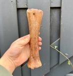 Steppewisent Metapode Noordzee Fossiel, Ophalen of Verzenden, Fossiel