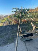 Lei laurier. Lei fruit . Lei plataan . Lei Liquidambar, Ophalen of Verzenden, Halfschaduw, Leiboom