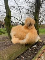 Usa zijdehoender broedeieren te koop, Dieren en Toebehoren, Geslacht onbekend, Kip