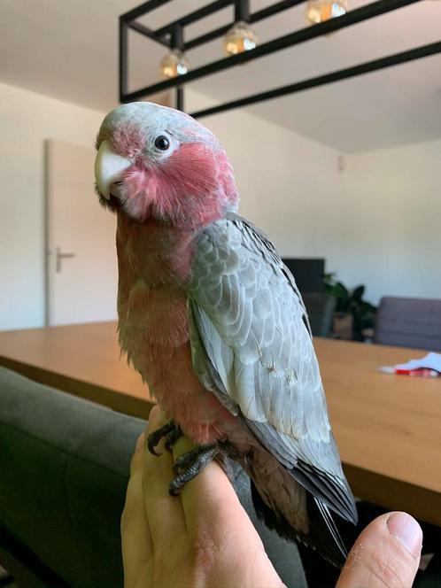 Hele lieve tamme eigen kweek rosekaketoe 13 weken., Dieren en Toebehoren, Vogels | Parkieten en Papegaaien, Papegaai, Mannelijk