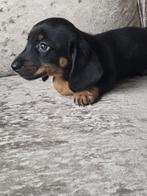 Kaninchen kortharige teckel pups, Kaninchen, CDV (hondenziekte), 8 tot 15 weken, Korthaar