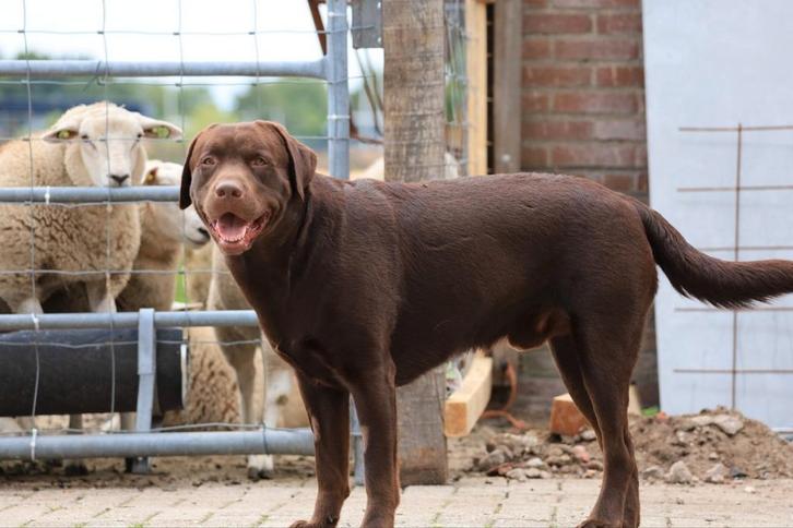 Chocolade bruine labrador dekreu, Dieren en Toebehoren, Honden | Retrievers, Spaniëls en Waterhonden, Reu, Labrador retriever