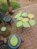 Schijfcactus, kan zomers buiten staan, Huis en Inrichting, Kamerplanten, Ophalen of Verzenden, Cactus, Volle zon, Minder dan 100 cm