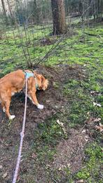 Gezocht : australian shepherd , border / toller pup, Ophalen of Verzenden, Hond