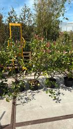 Photunia red robin of glansmispel struiken hoo.110/120, Ophalen, Zomer, Vaste plant, Halfschaduw