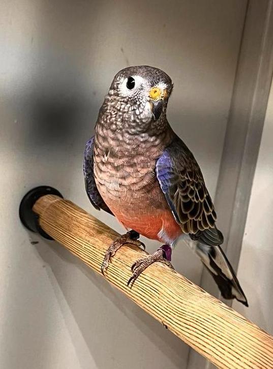 Bourke wildkleur, Dieren en Toebehoren, Vogels | Parkieten en Papegaaien, Parkiet, Meerdere dieren, Geringd