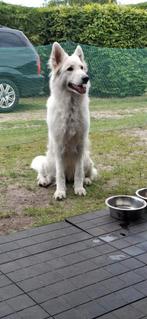 Witte herder, Rabiës (hondsdolheid), Teef, Eén hond, 3 tot 5 jaar
