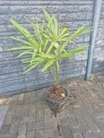 Palmpje - Trachycarpus Wagnerianus, Overige soorten, Volle zon, Vaste plant, Ophalen of Verzenden