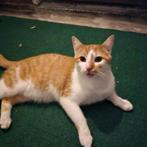 Rode kater, Kater, Gechipt, 0 tot 2 jaar