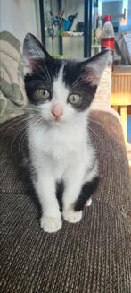 2 lieve kittens uit de kattenopvang, Dieren en Toebehoren, Meerdere dieren, Kortharig, 0 tot 2 jaar
