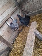 Leghennen, Dieren en Toebehoren, Pluimvee, Vrouwelijk, Kip