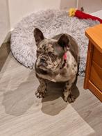 Franse bulldog BLUE MERLE, Particulier, 15 weken tot 1 jaar, Buitenland, Teef