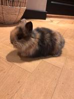 2 baby dwerkonijnen, Dieren en Toebehoren, Konijnen, Geslacht onbekend, Dwerg