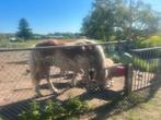 Te huur paard, Dieren en Toebehoren, Ruin, Recreatiepaard
