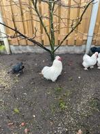 Kriel cochin haan, Dieren en Toebehoren, Mannelijk, Kip