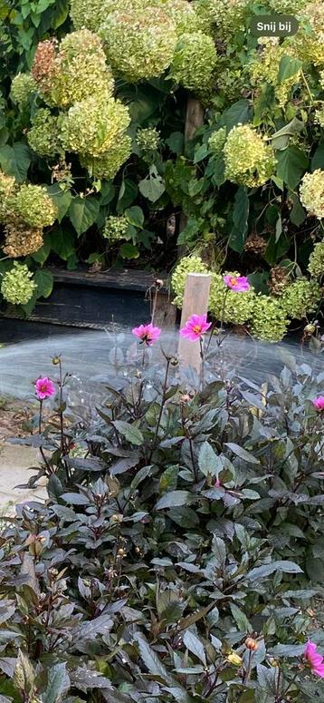 Dahlia knollen “Olivia” (roze) beschikbaar voor biedingen