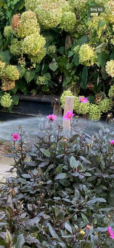 Dahlia knollen “Olivia” (roze), Tuin en Terras, Bloembollen en Zaden, Knol, Voorjaar, Volle zon, Ophalen