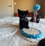 Kittens te koop, Dieren en Toebehoren, Katten en Kittens | Raskatten | Korthaar, Poes