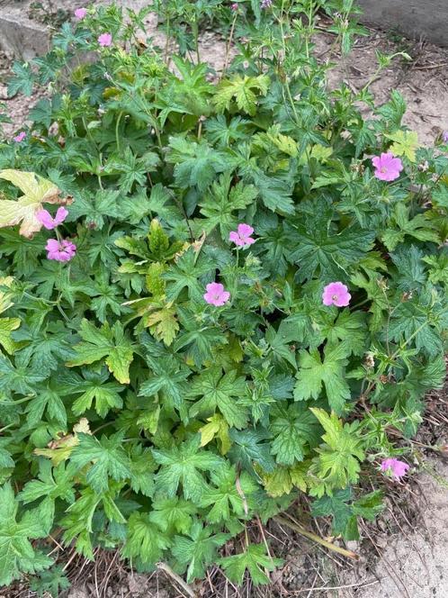 Te koop: 2 plantjes, roze geranium, per stuk €1.50, Tuin en Terras, Planten | Tuinplanten, Vaste plant, Bodembedekkers, Volle zon
