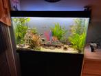 200l aguarium inlc, alles!!, Dieren en Toebehoren, Ophalen, Zo goed als nieuw, Gevuld zoetwateraquarium