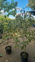 Cornus kousa, chinese kornoelje 75 tot 100 cm, Ophalen, Overige soorten, Struik, Minder dan 100 cm