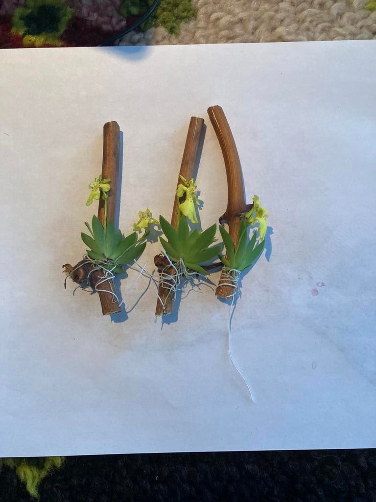 Erycina’s pusilla’s 3 stuks, Huis en Inrichting, Kamerplanten, Ophalen of Verzenden, Overige soorten, Halfschaduw