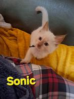 Ragdoll kittens Cinnamon & Fawn mink tabby fok stamboom+DNA, Meerdere dieren, Gechipt, 0 tot 2 jaar