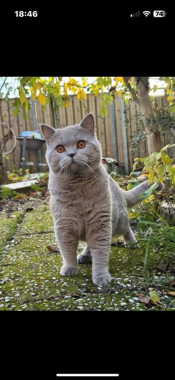 Brits korthaar kater poes en kittens beschikbaar voor biedingen