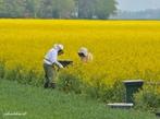 Imker biedt bijenvolken aan voor plaatsing op koolzaadvelden, Bijen