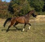 Gezocht dressuurpaarden en springpaarden, Dieren en Toebehoren, Paarden, Merrie, Recreatiepaard, 0 tot 2 jaar