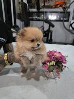 Pom bearface pups❤️mama+papa aanwezig❤️ v.a 1100, Dieren en Toebehoren, Honden | Poolhonden, Keeshonden en Oertypen, Parvo, Overige rassen