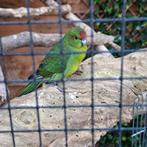 Kakariki 7 stuks 2025 en koppel van 2024, Dieren en Toebehoren, Vogels | Parkieten en Papegaaien, Meerdere dieren, Parkiet, Geringd