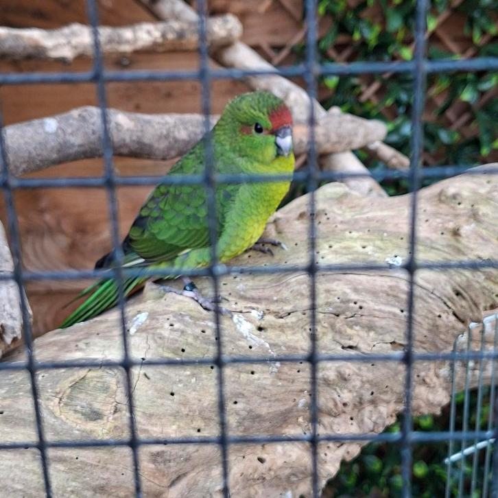 Kakariki 7 stuks 2025 en koppel van 2024, Dieren en Toebehoren, Vogels | Parkieten en Papegaaien, Parkiet, Meerdere dieren, Geringd