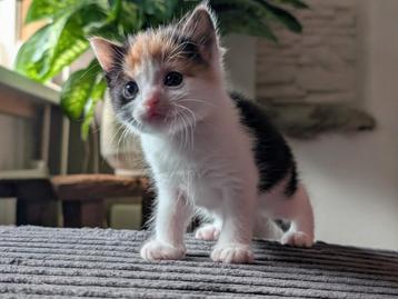 Prachtige kittens GERESERVEERD beschikbaar voor biedingen