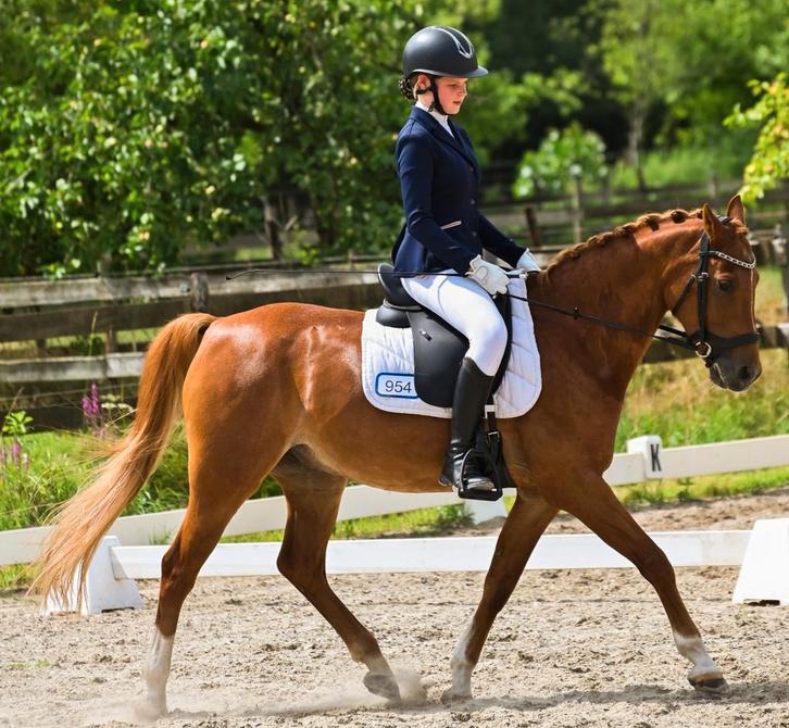 Lieve, brave en super knappe d-pony, Dieren en Toebehoren, Pony's, Ruin, M, D pony (1.37m tot 1.48m), Dressuurpony, 11 jaar of ouder