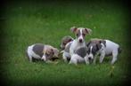 Jack Russell pups, Dieren en Toebehoren, België, Rabiës (hondsdolheid), Jack Russell Terriër, 8 tot 15 weken