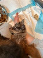 Unieke kleine -mix pups, CDV (hondenziekte), 8 tot 15 weken, Meerdere, Meerdere dieren