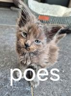Maine Coon kittens, Dieren en Toebehoren, Katten en Kittens | Raskatten | Langhaar