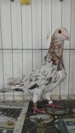 Te Koop mooie postduiven, Meerdere dieren, Postduif