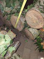 Brandhout Pruim & Walnootboom - Topkwaliteit!, Minder dan 3 m³, Ophalen, Overige houtsoorten, Blokken