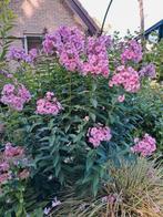 Floxen, grote pol, roze bloeiend, Tuin en Terras, Ophalen, Overige soorten, Volle zon