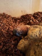 2 Mexicaanse Korsthagedissen. NK 2022., Dieren en Toebehoren, Reptielen en Amfibieën, Hagedis, 3 tot 6 jaar